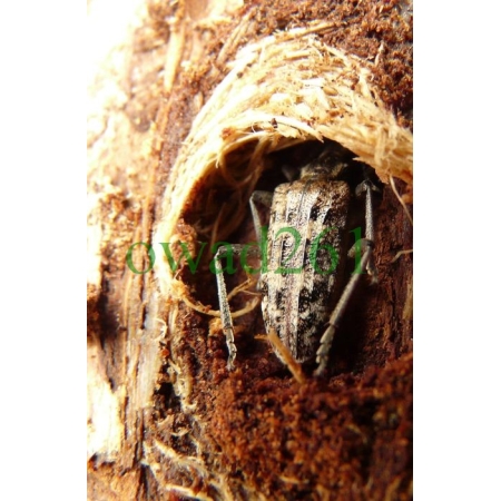 Rhagium inquisitor (Linnaeus, 1758)
